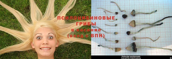 ПСИЛОЦИБИНОВЫЕ ГРИБЫ Заволжье